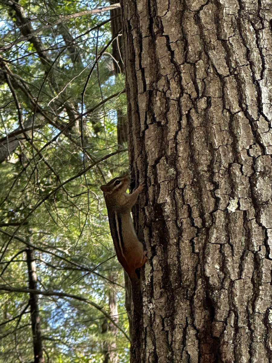 Animals - ML638042420