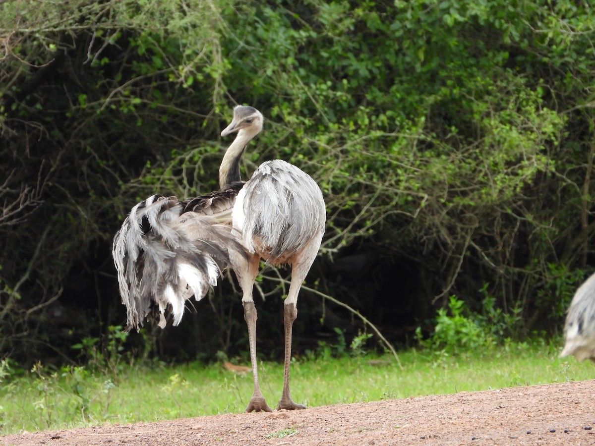 Greater Rhea - ML638042437