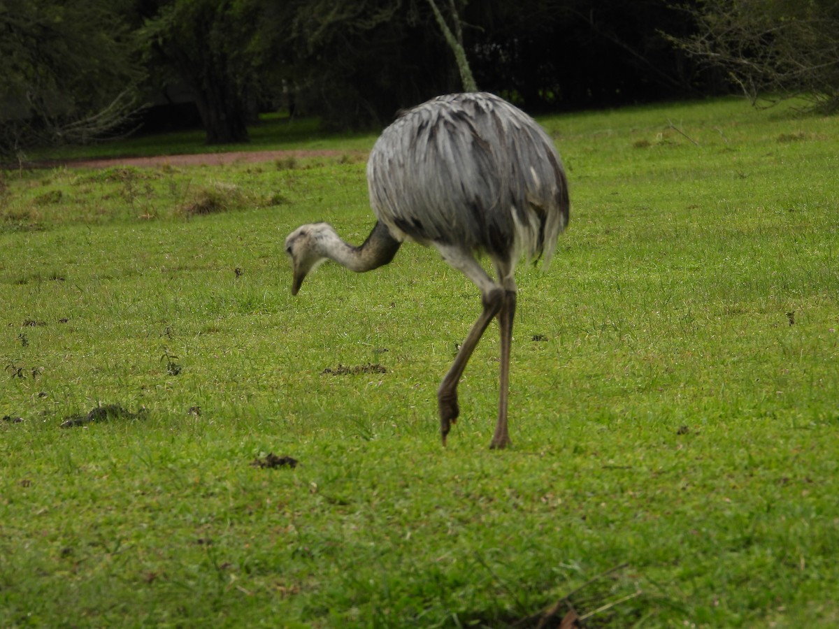 Greater Rhea - ML638042438