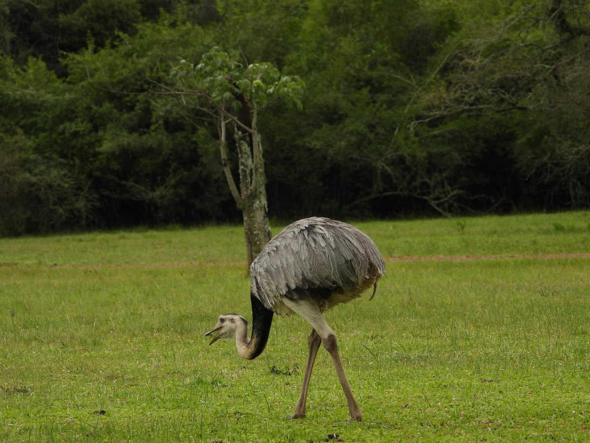 Greater Rhea - ML638042439