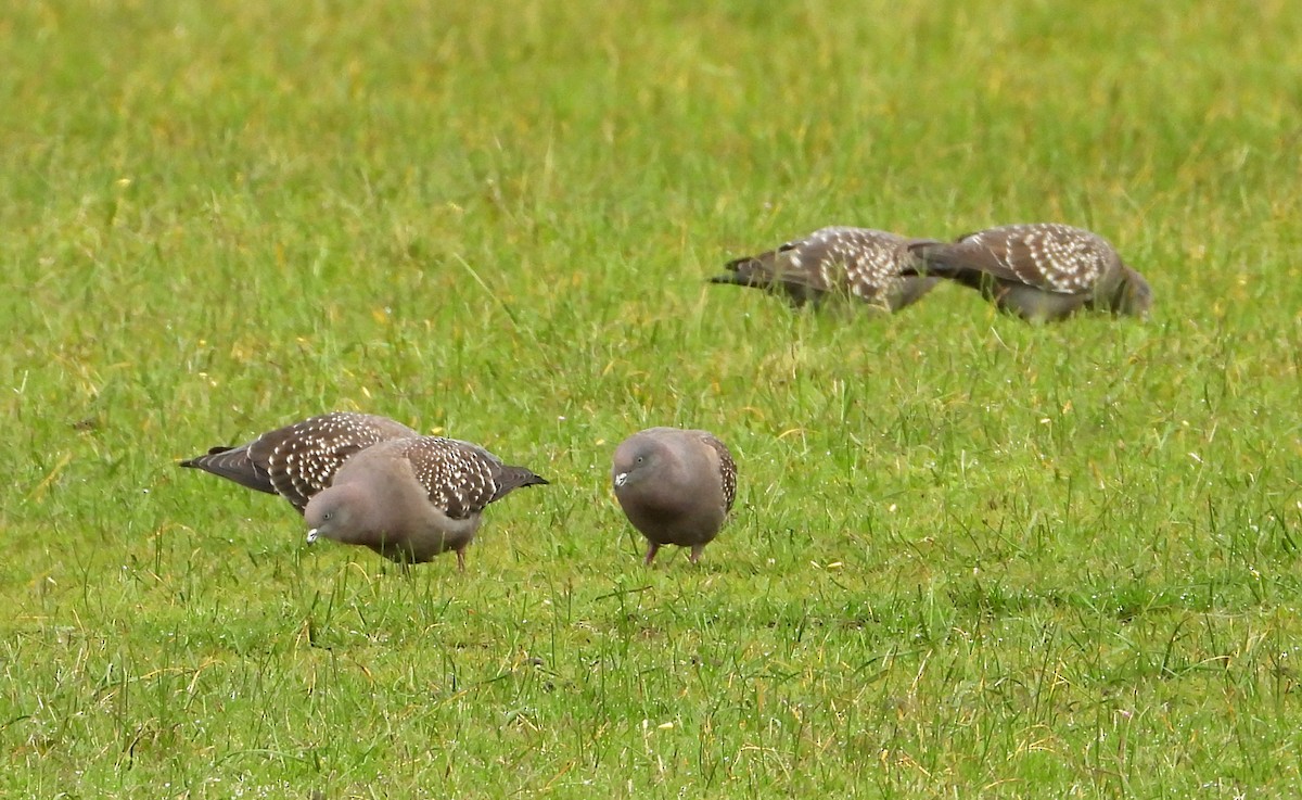 Spot-winged Pigeon - ML638042445