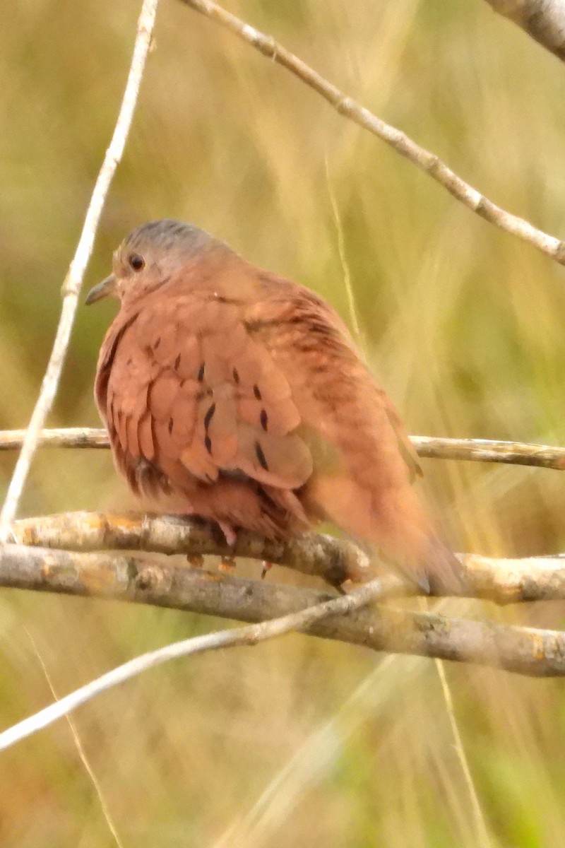Ruddy Ground Dove - ML638042451
