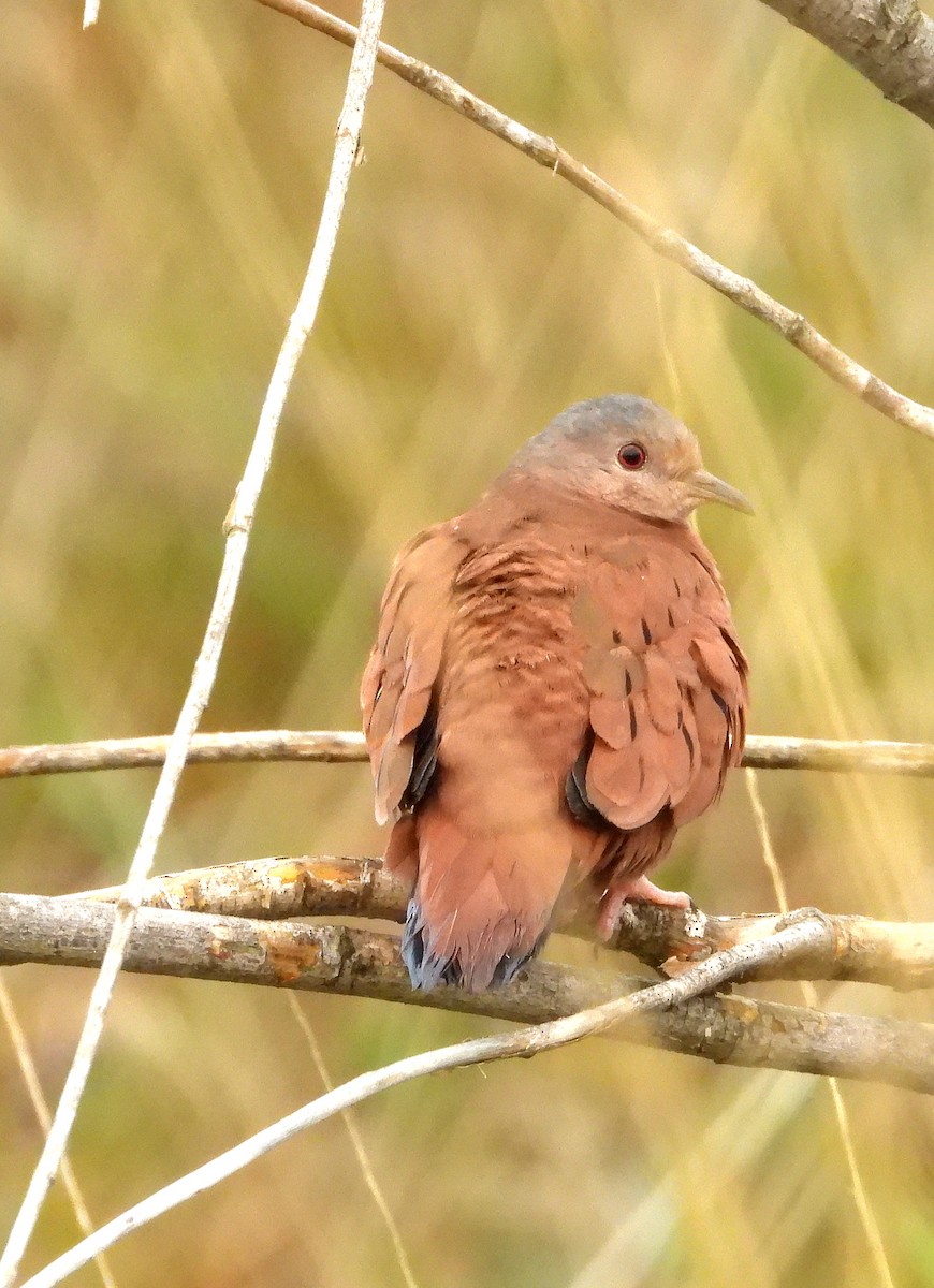 Ruddy Ground Dove - ML638042452