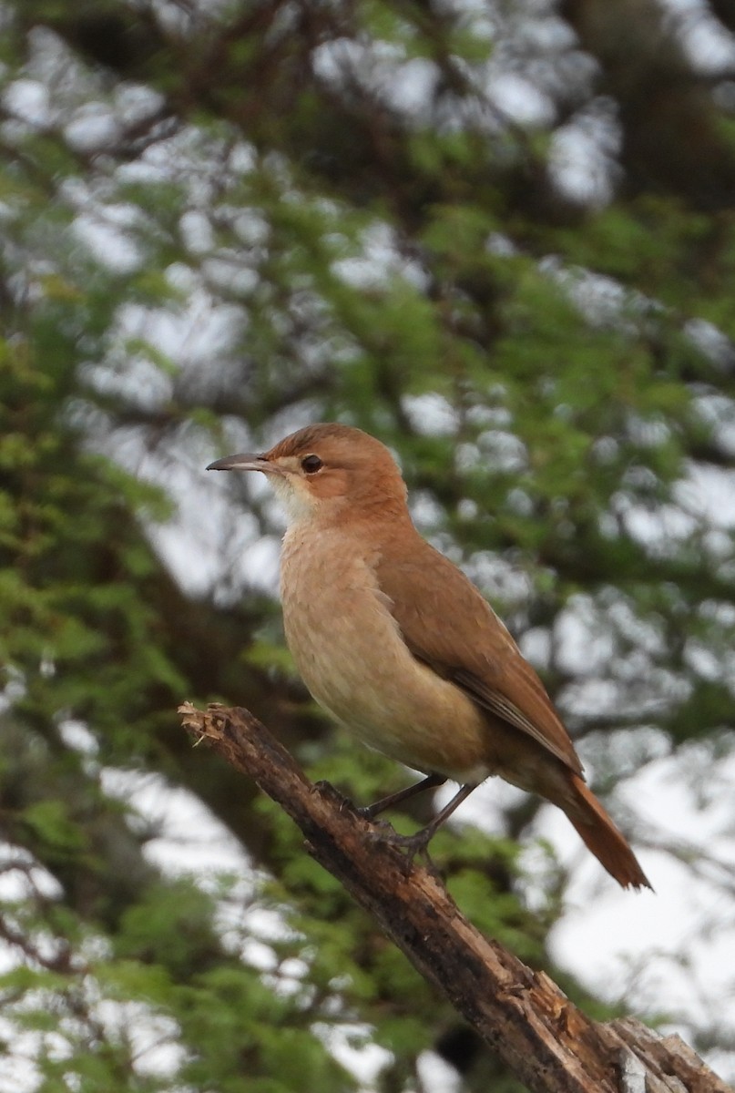 Rufous Hornero - ML638042470