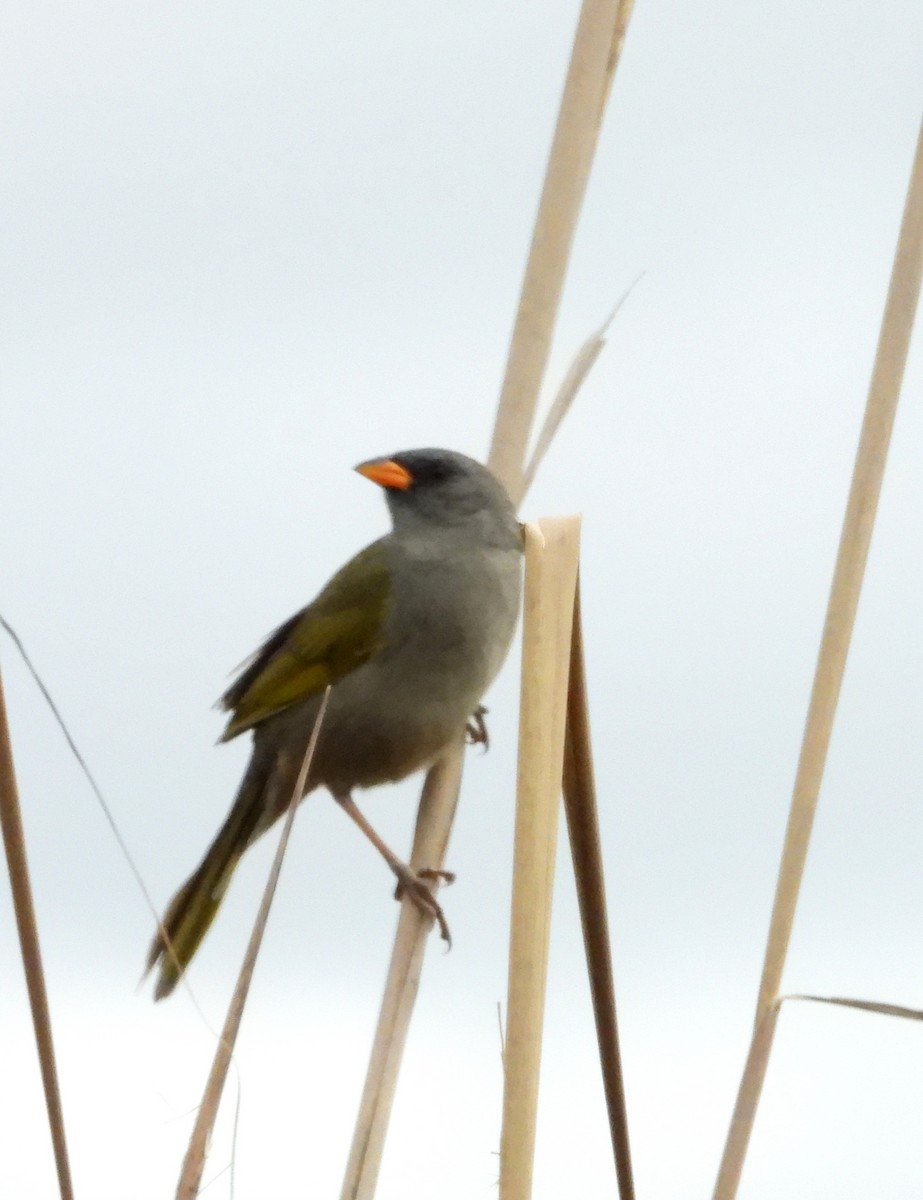 Great Pampa-Finch - ML638042487