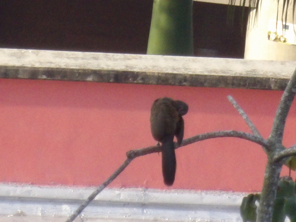 Rufous-vented Chachalaca (Rufous-tipped) - ML638042516