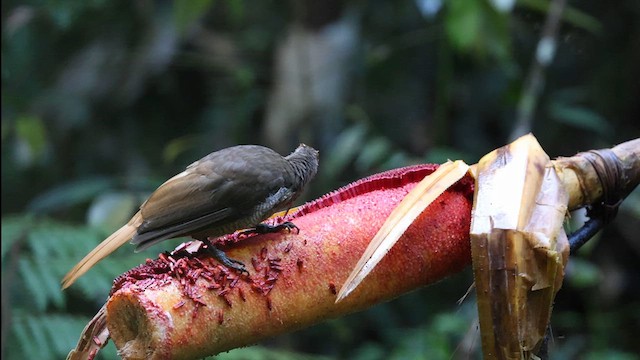 Black-billed Sicklebill - ML638042532