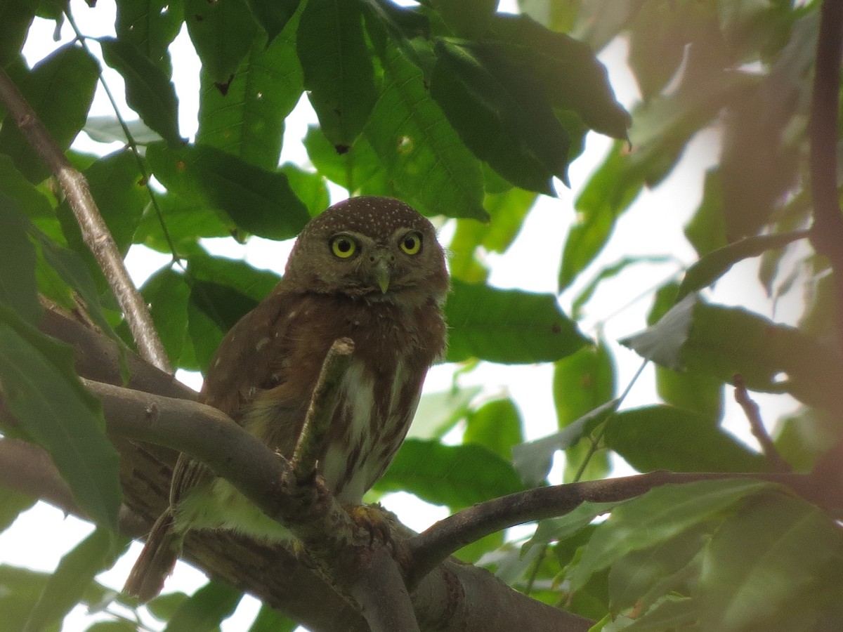Colima Pygmy-Owl - ML638042578