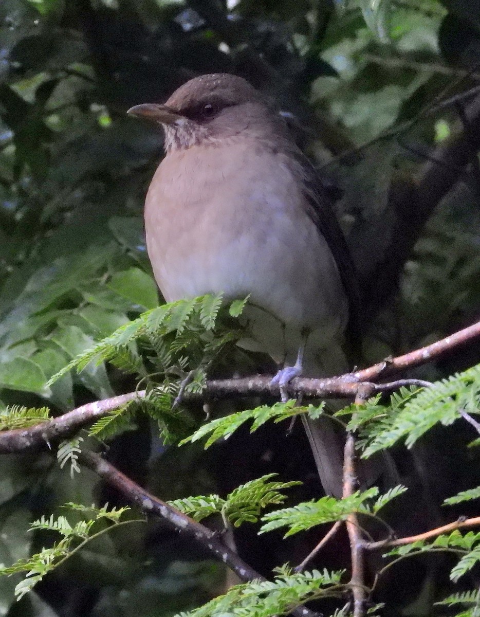 Creamy-bellied Thrush - ML638042667