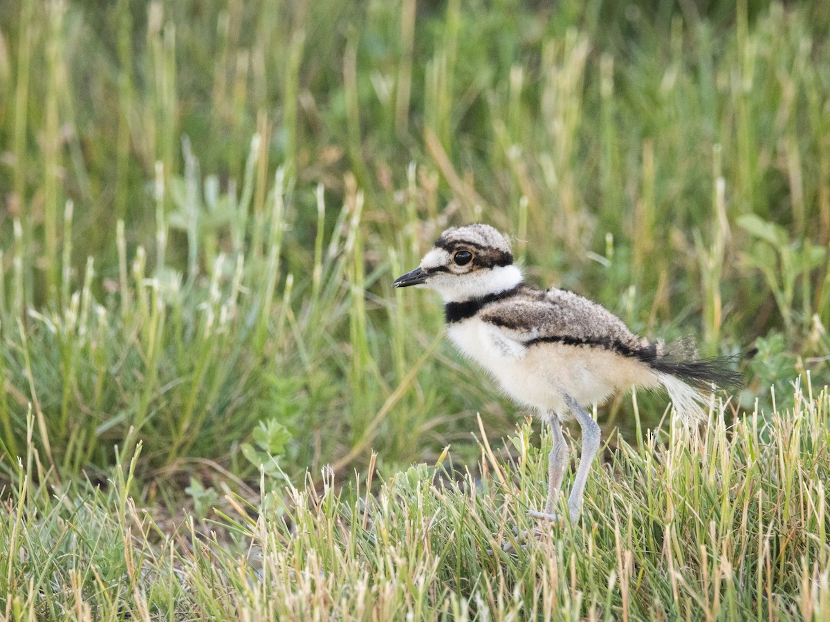 Killdeer - ML638042730