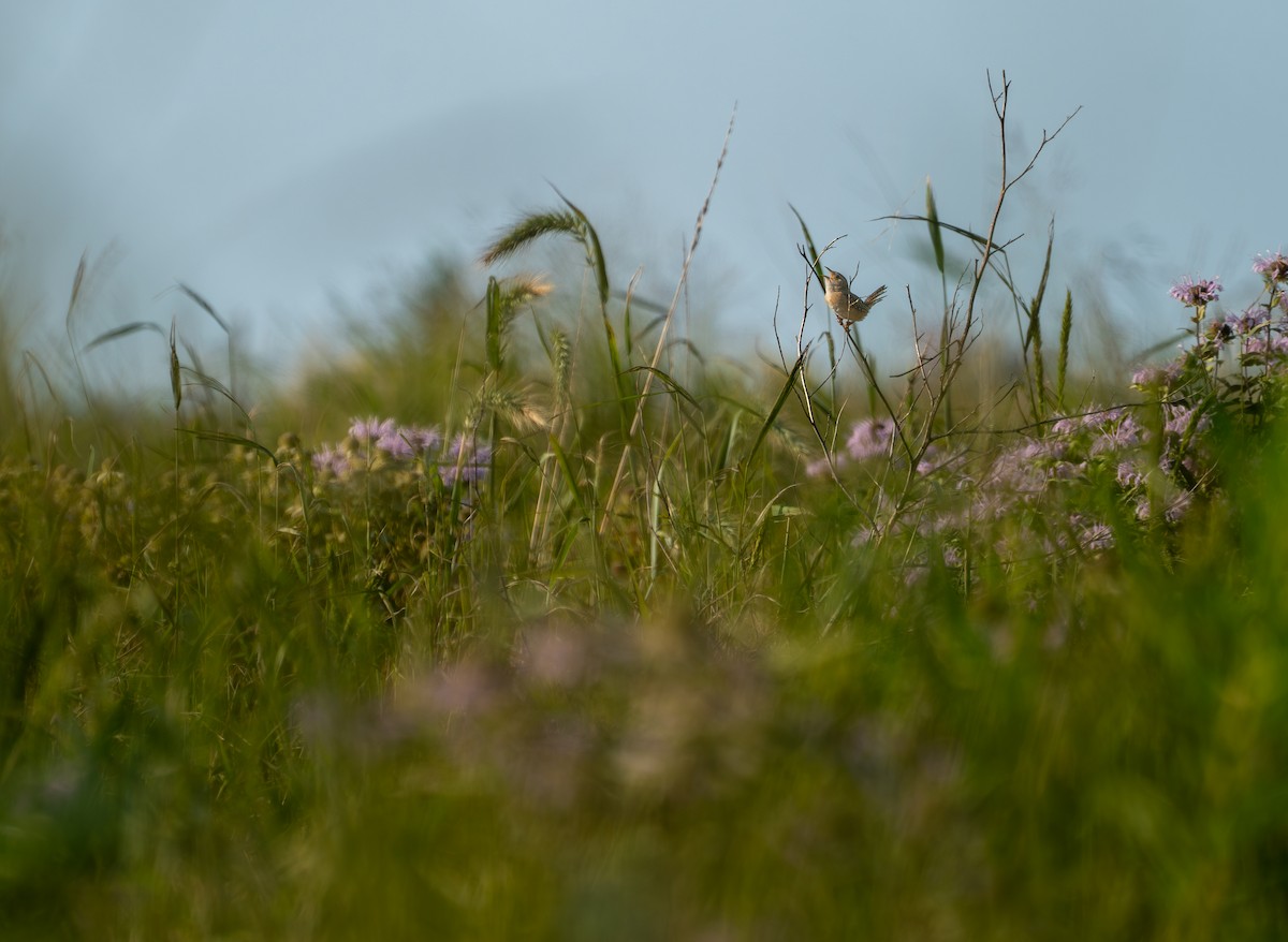 Sedge Wren - ML638042740