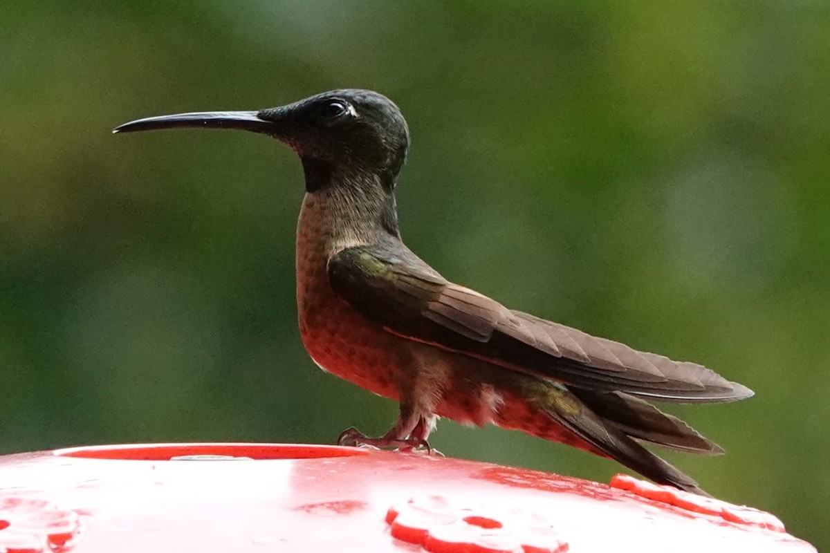 Fawn-breasted Brilliant - ML638042744