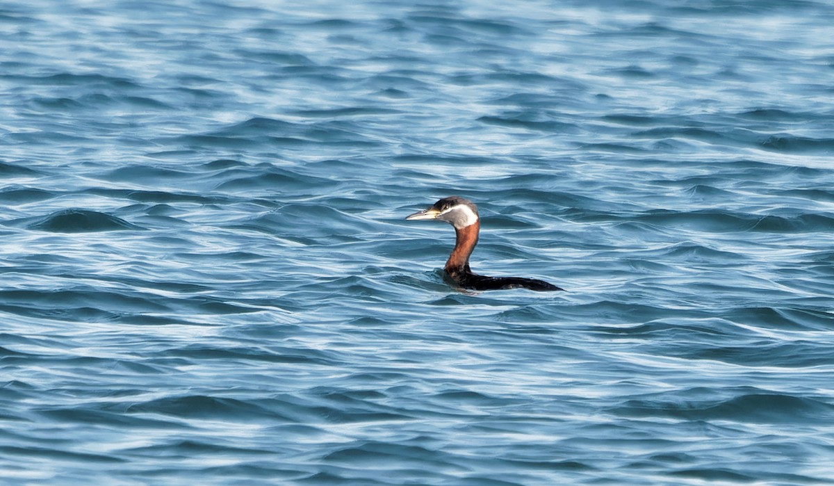 Red-necked Grebe - ML638042749