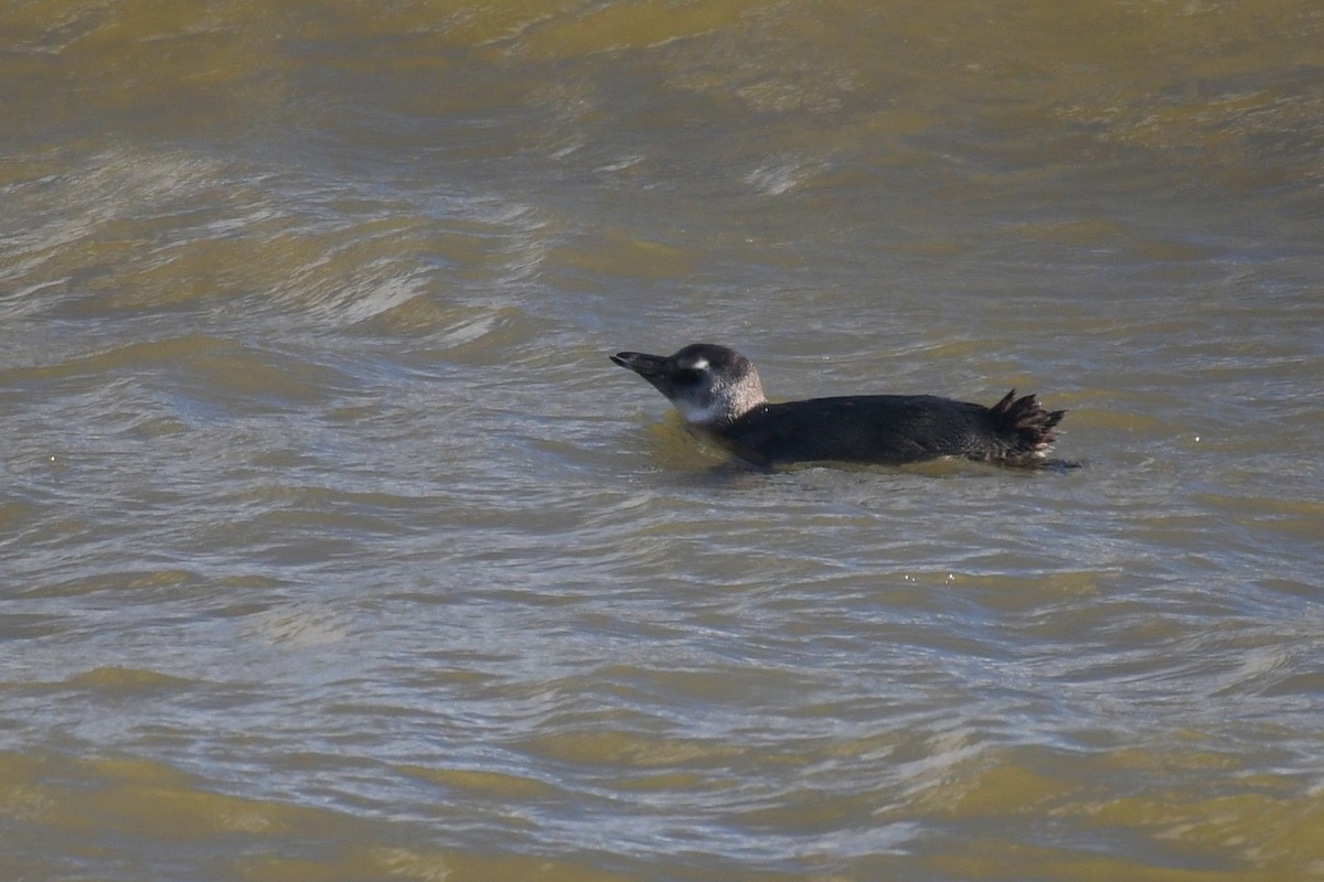 Magellanpinguin - ML638042753