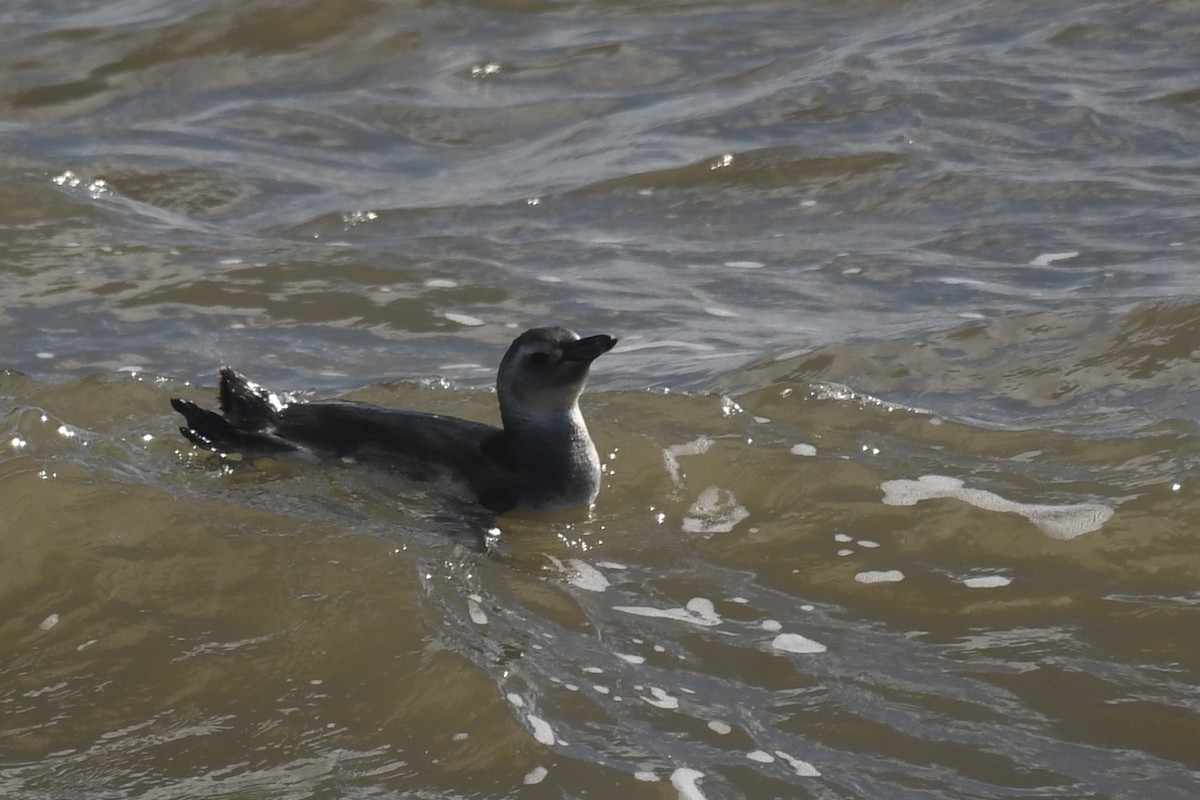 Magellanpinguin - ML638042754