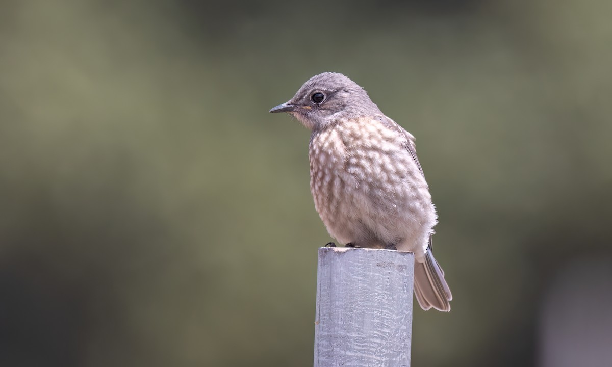 Western Bluebird - ML638042903