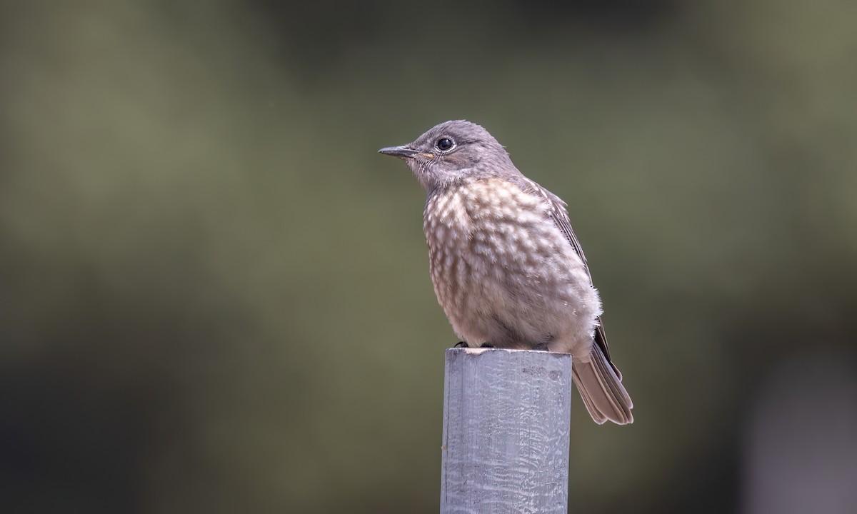 Western Bluebird - ML638042915