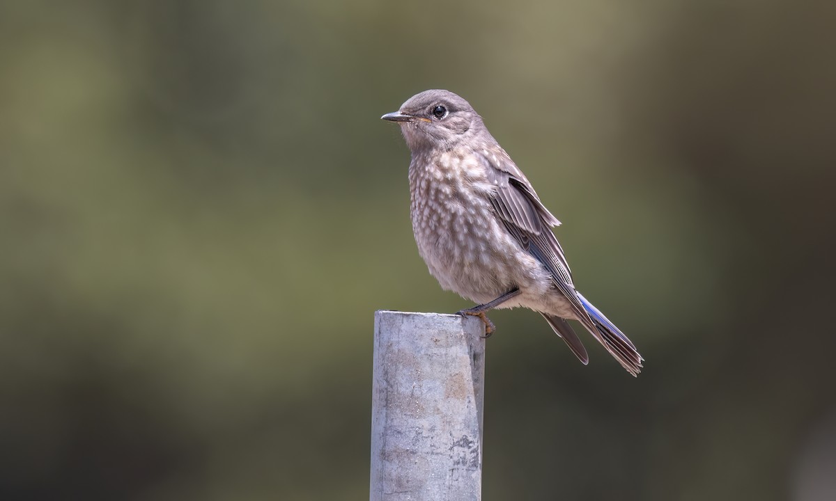 Western Bluebird - ML638042916