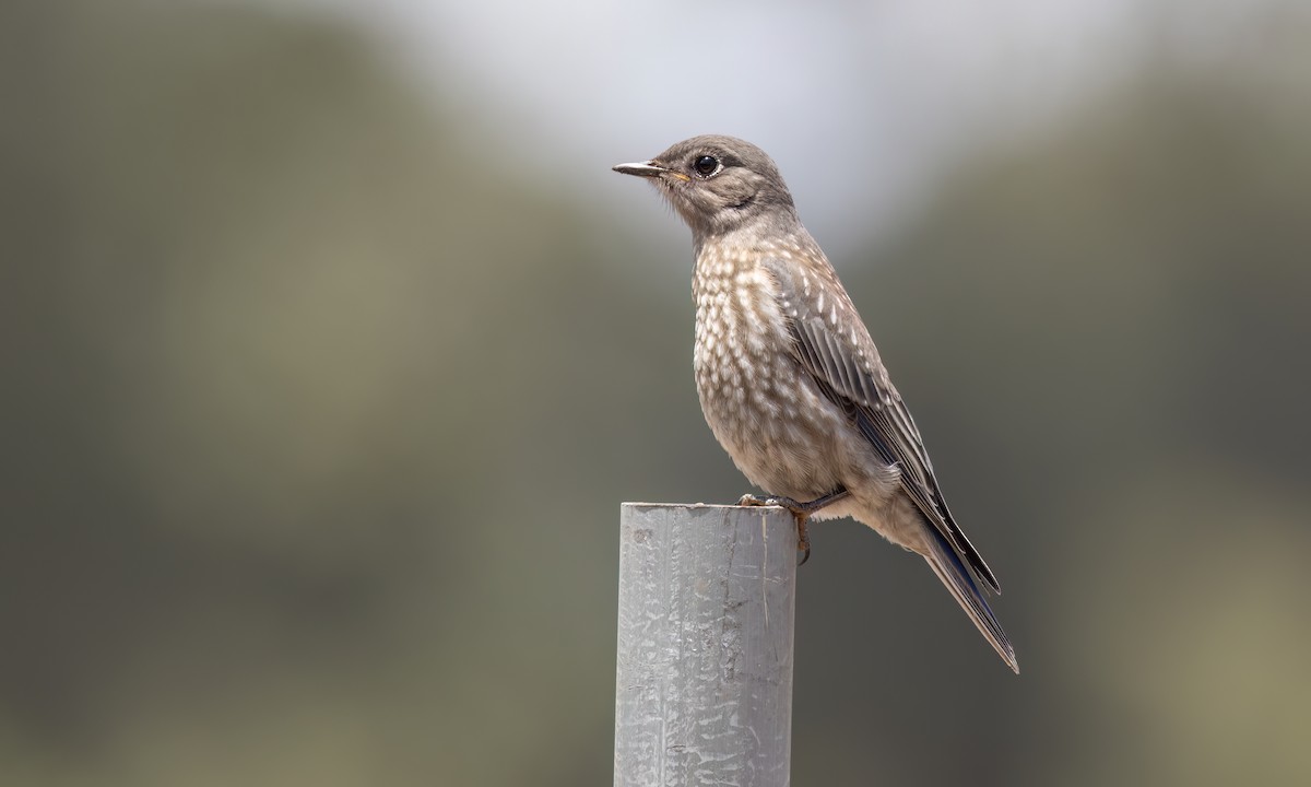 Western Bluebird - ML638042918