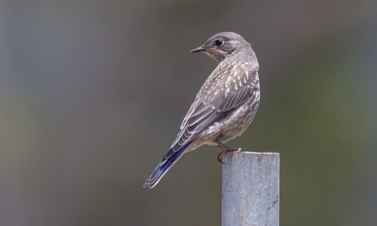 Western Bluebird - ML638042919