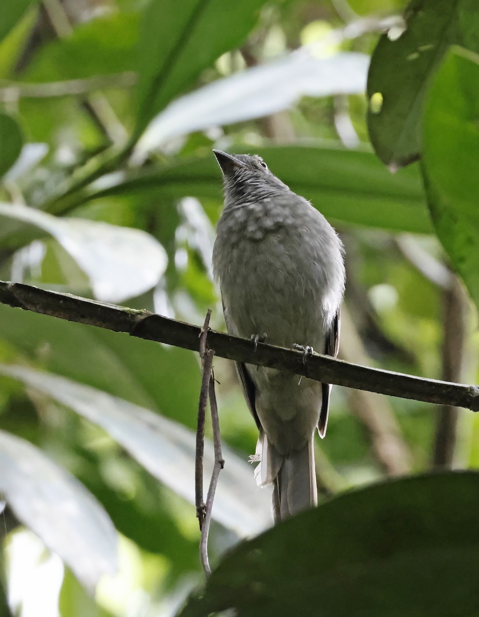 Screaming Piha - ML638042943