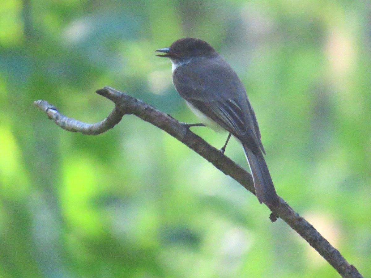 Eastern Phoebe - ML638042951