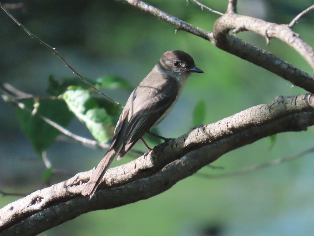 Eastern Phoebe - ML638042953