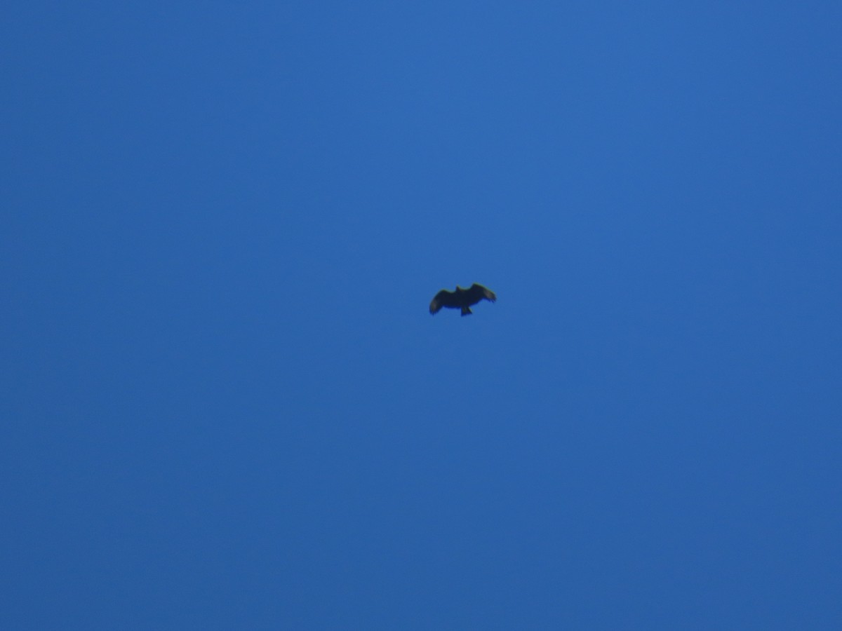 Black Vulture - ML638042958