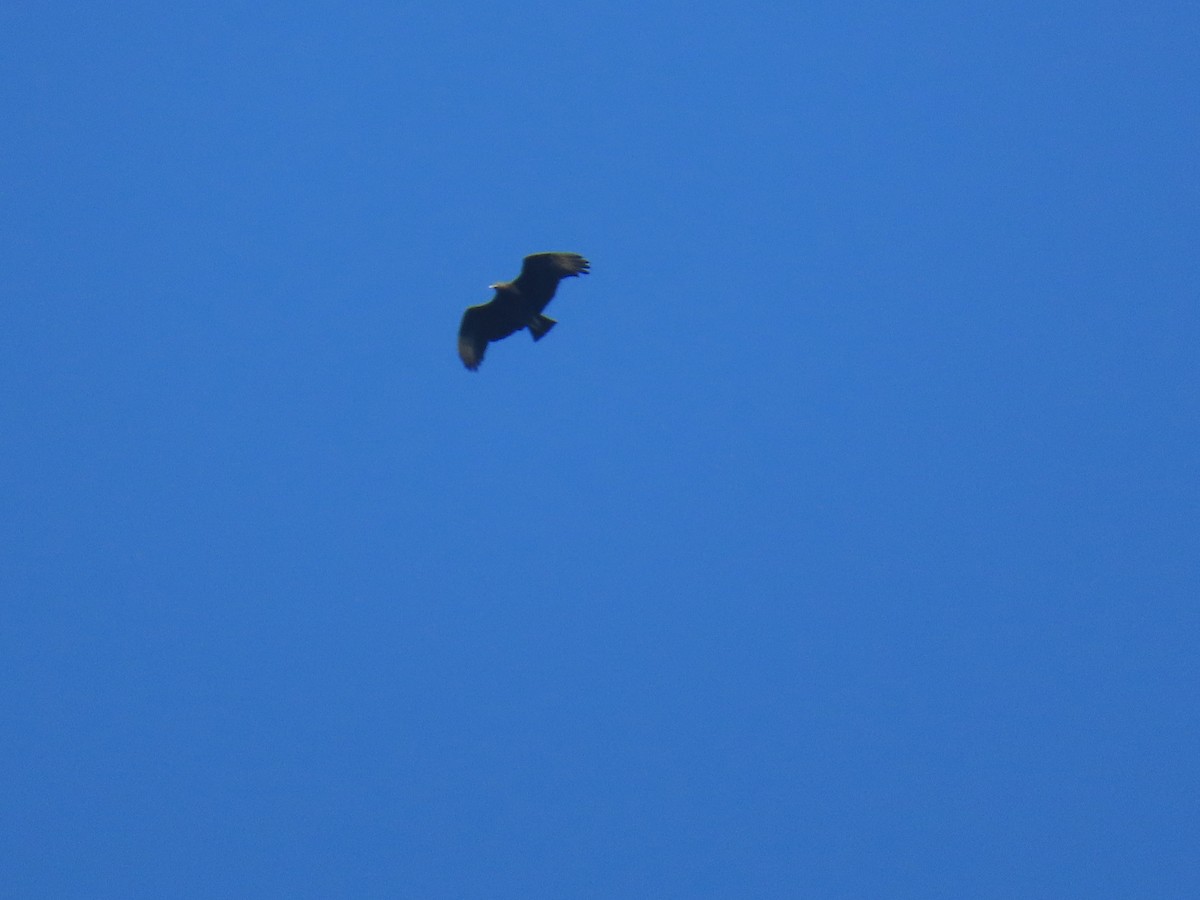 Black Vulture - ML638042959