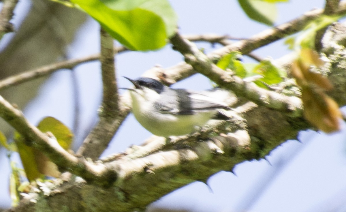 Tropical Gnatcatcher (atricapilla) - ML638042976