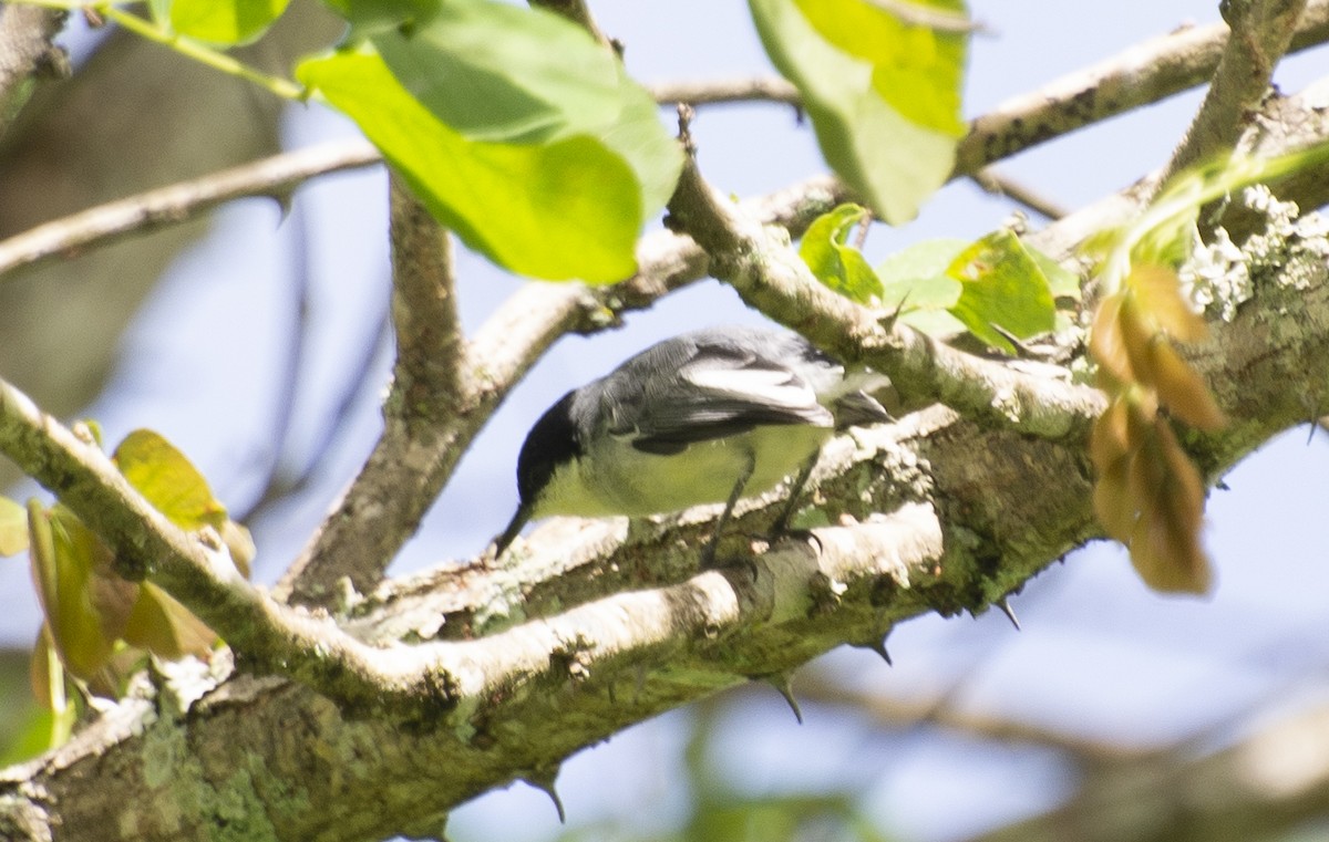 Tropical Gnatcatcher (atricapilla) - ML638042977