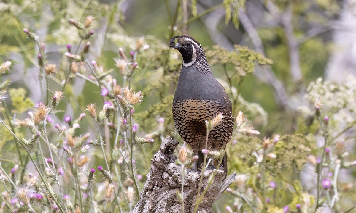 California Quail - ML638042981