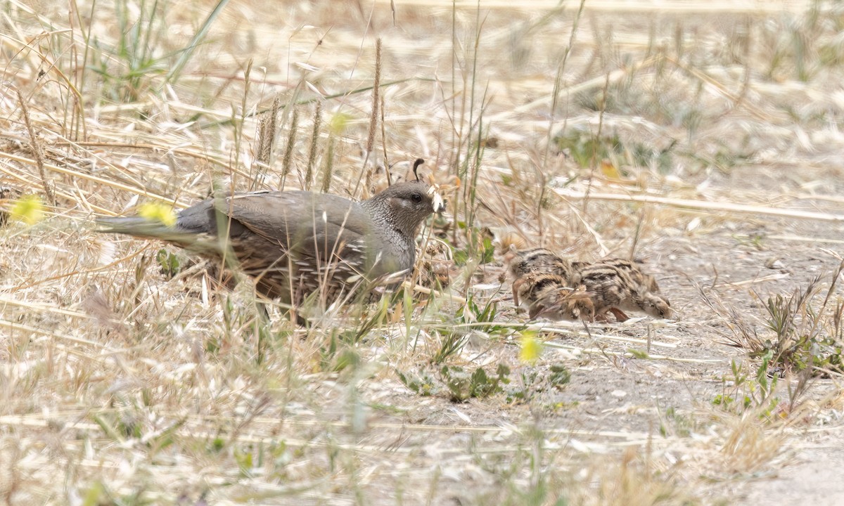 California Quail - ML638042982