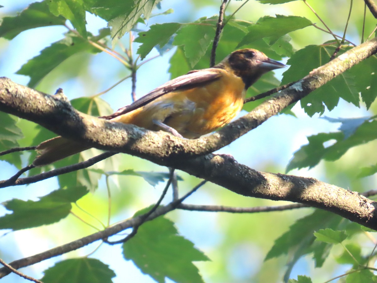 Baltimore Oriole - ML638042991