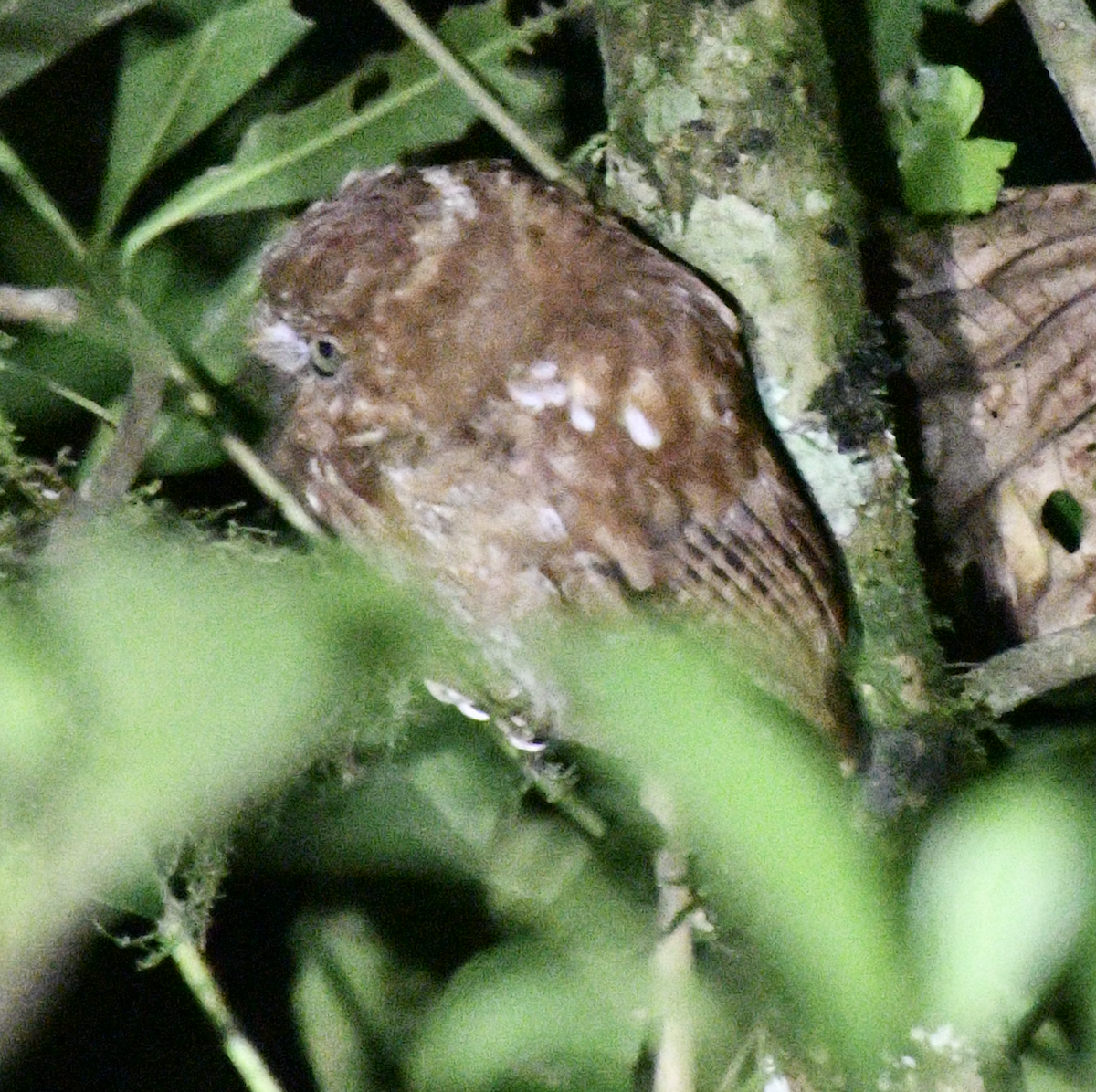 Santa Marta Screech-Owl - ML638042994