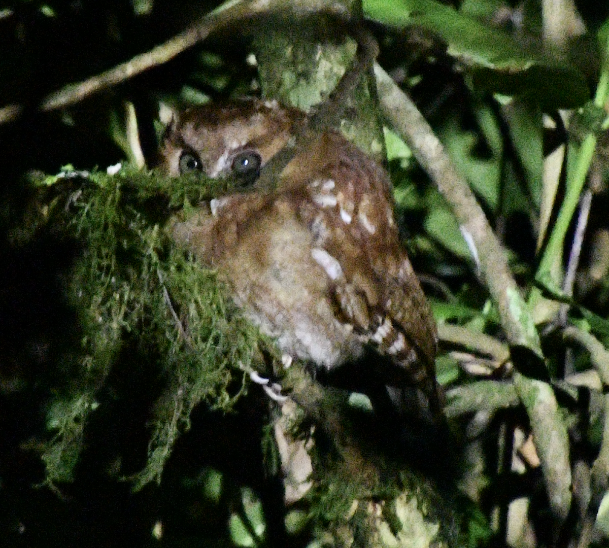 Santa Marta Screech-Owl - ML638042995