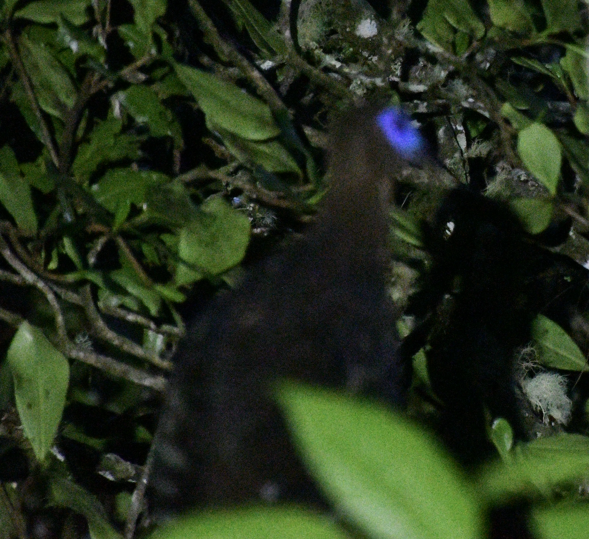 Sickle-winged Guan - ML638043000