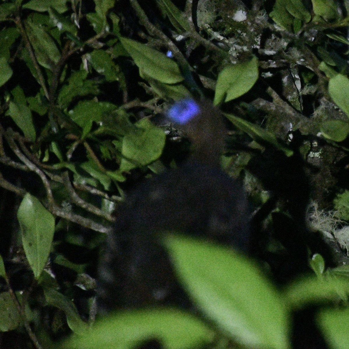 Sickle-winged Guan - ML638043001
