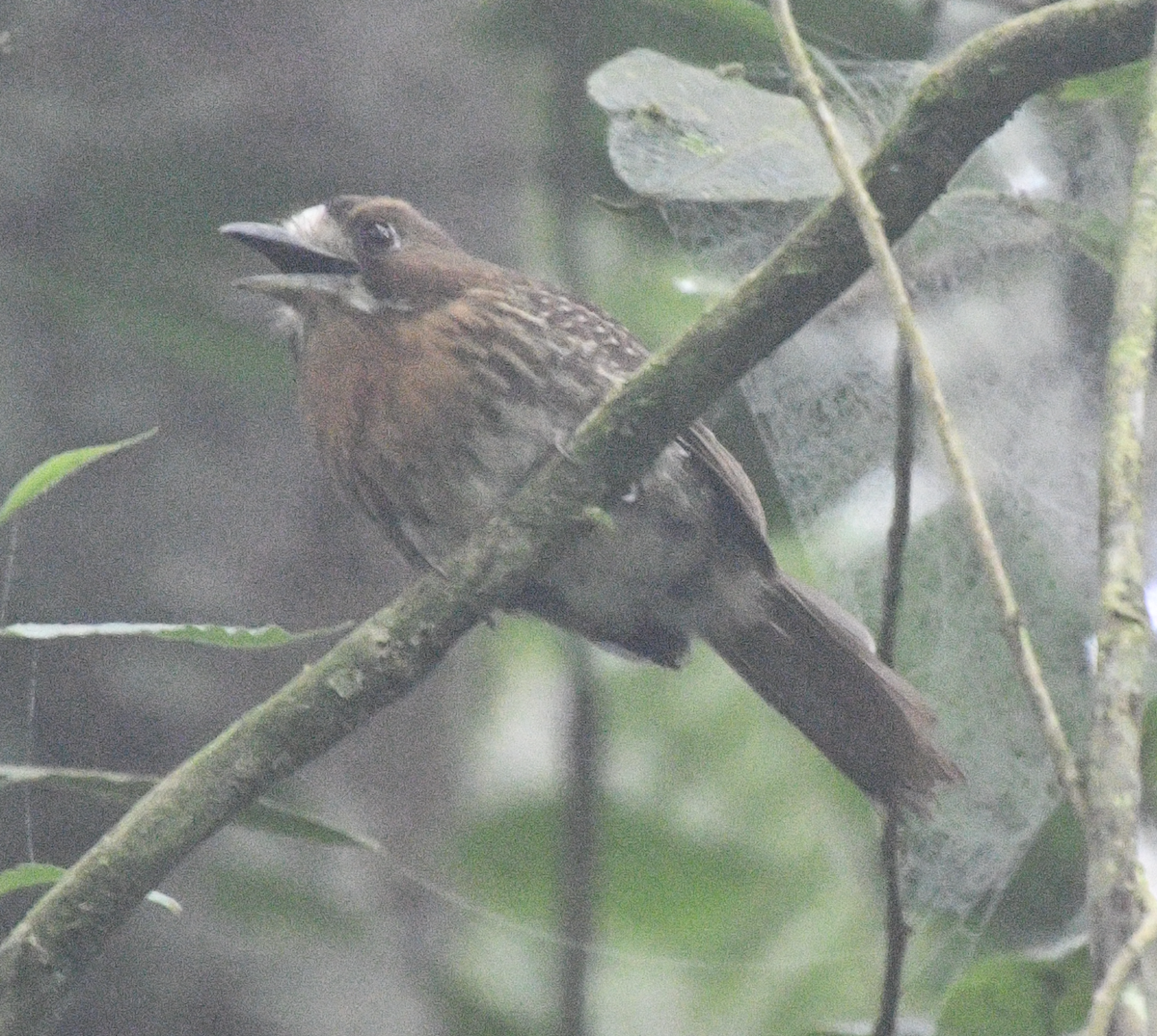 Moustached Puffbird - ML638043022