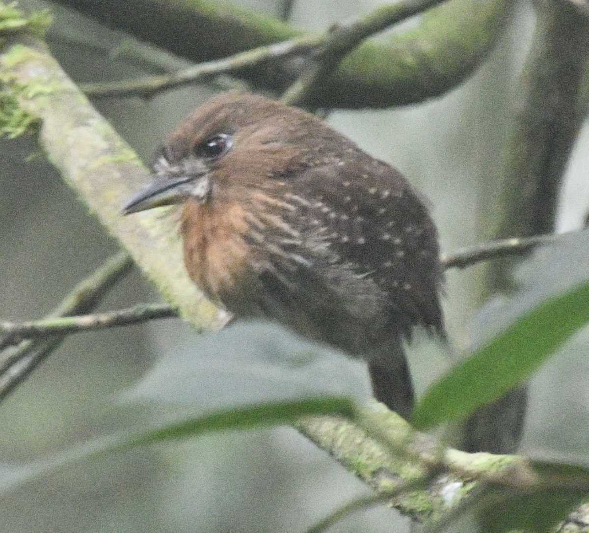 Moustached Puffbird - ML638043023