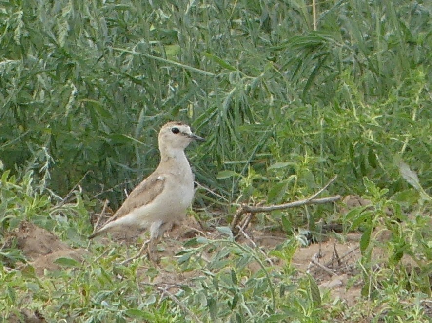 Mountain Plover - ML638043032