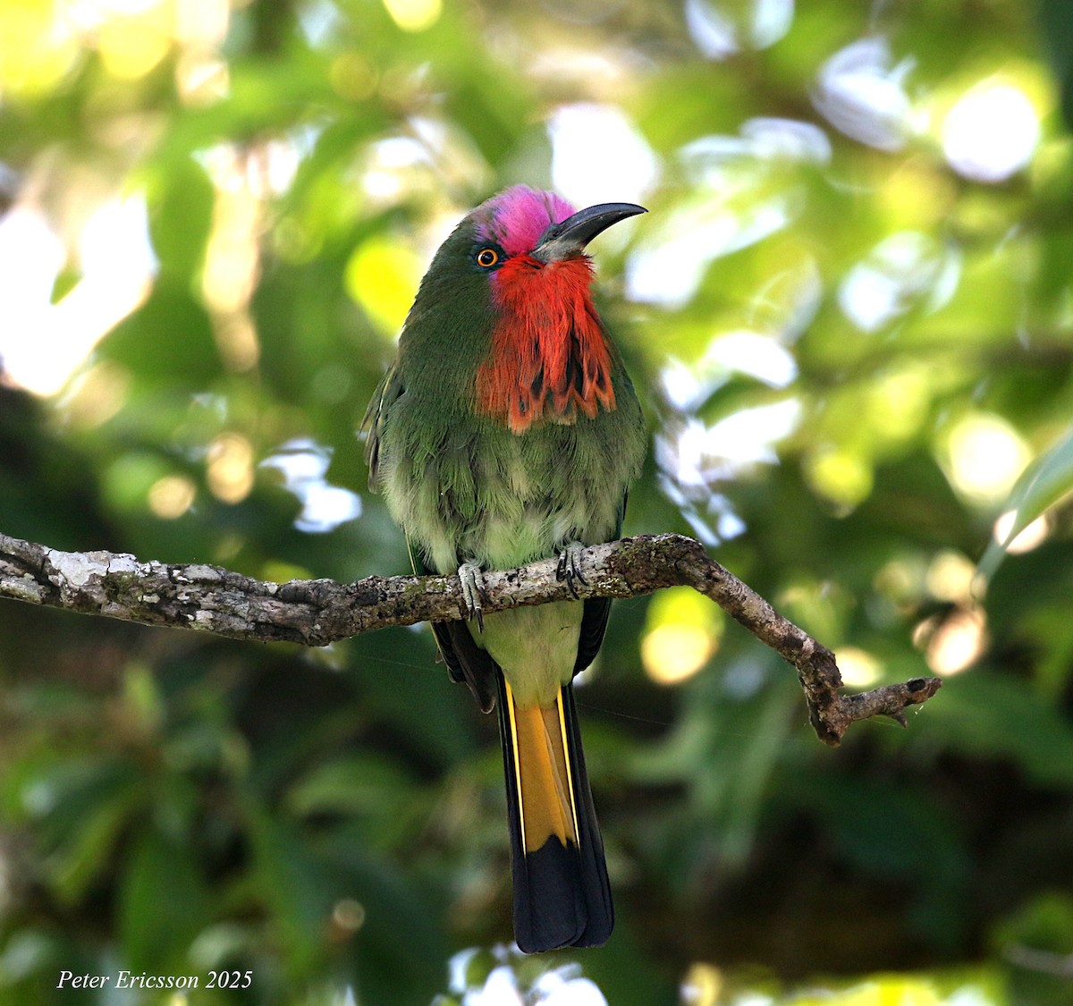 Red-bearded Bee-eater - ML638043065