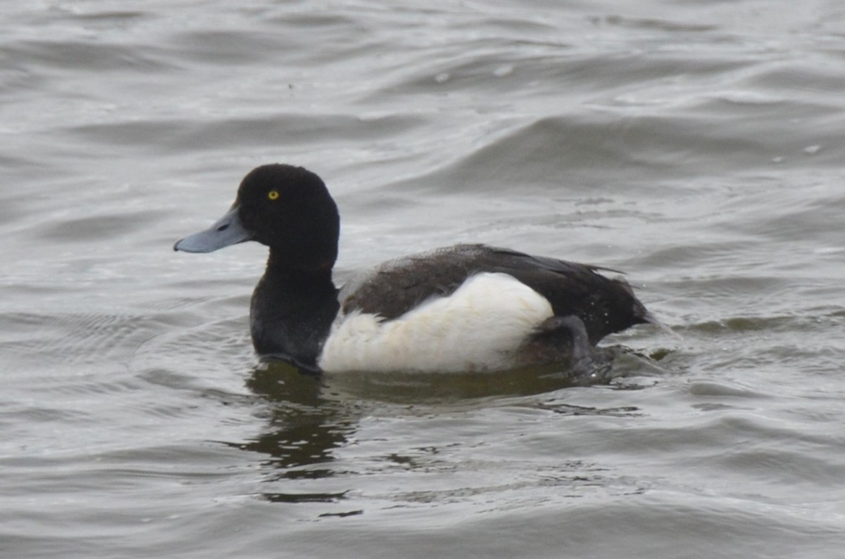 Moretta grigia - ML638043067