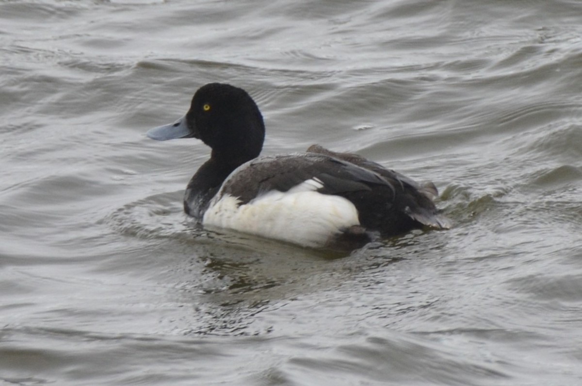 Moretta grigia - ML638043068