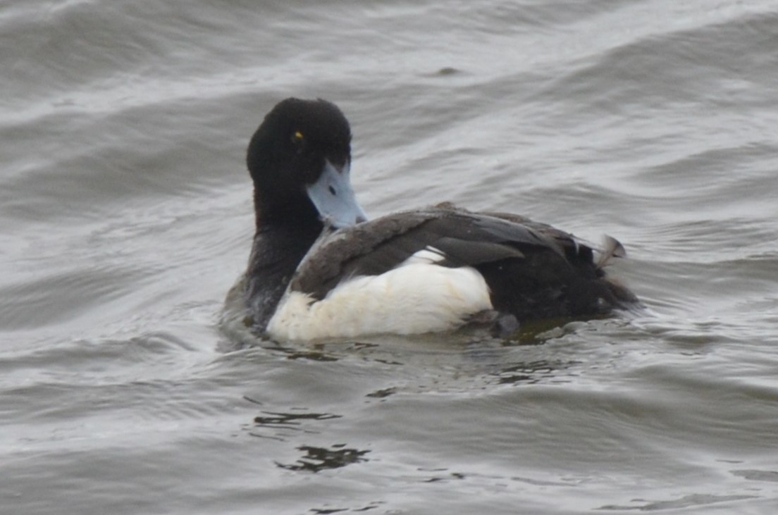 Moretta grigia - ML638043069