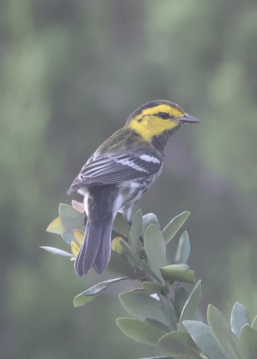 Golden-cheeked Warbler - ML638043076