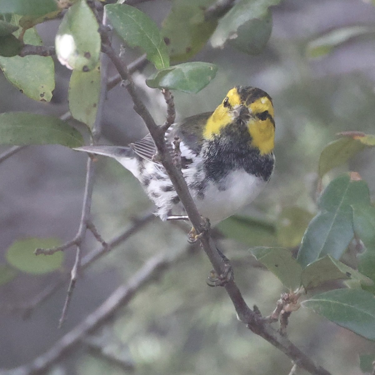 Golden-cheeked Warbler - ML638043077