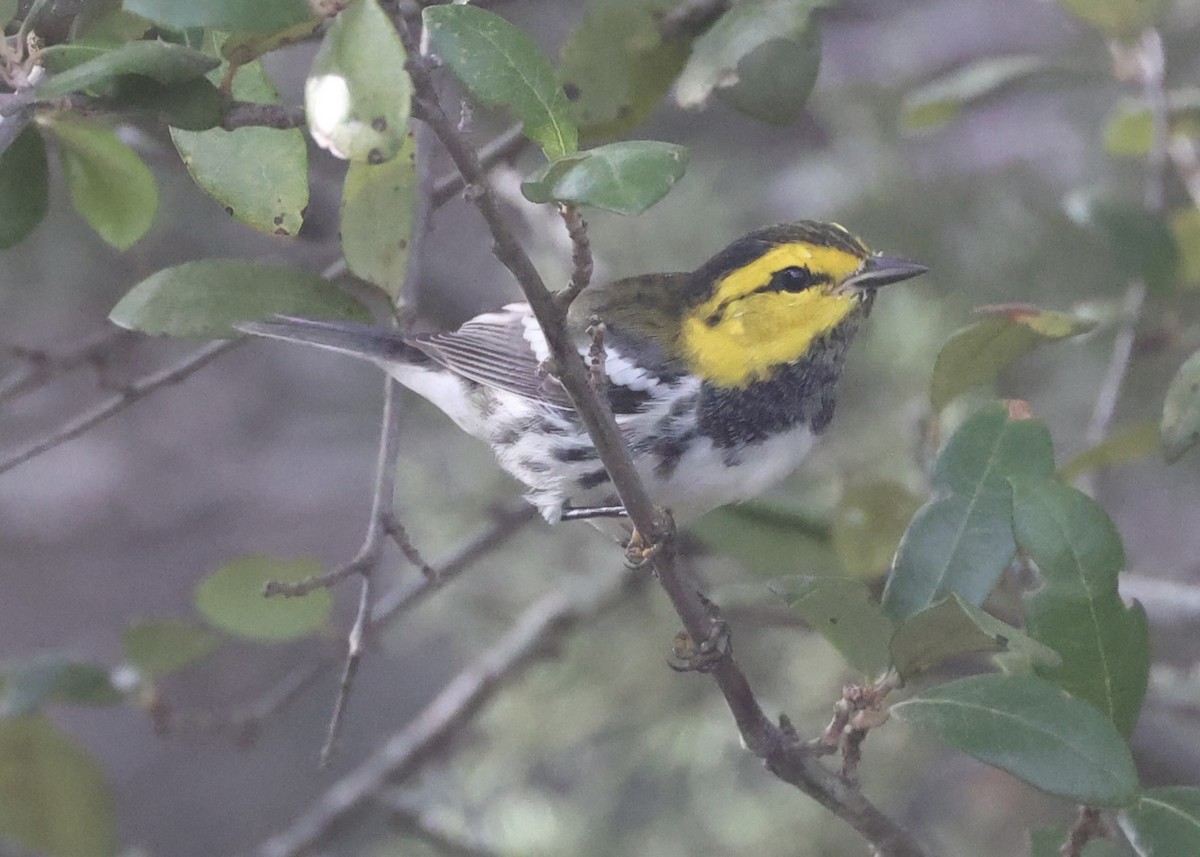 Golden-cheeked Warbler - ML638043078