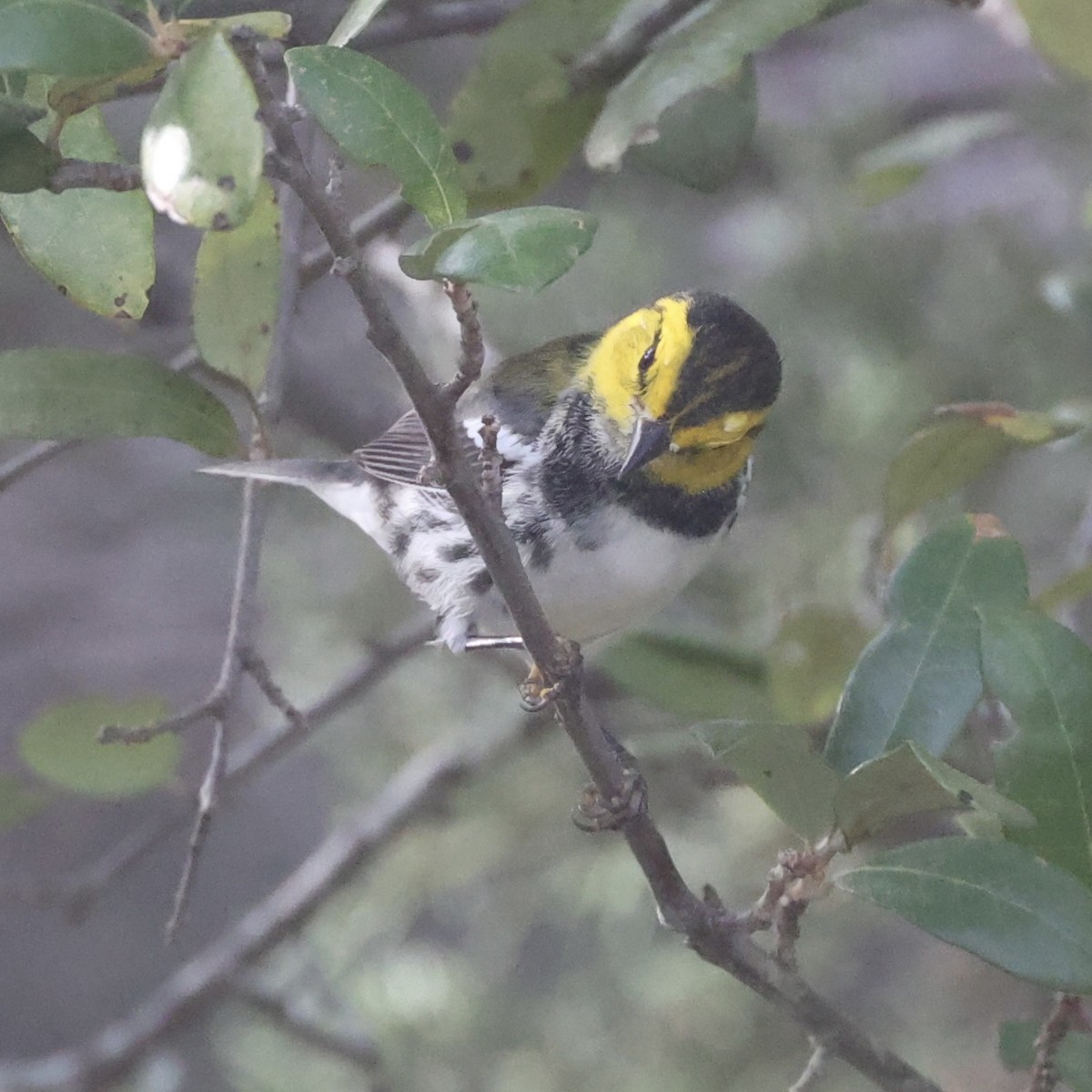 Golden-cheeked Warbler - ML638043079