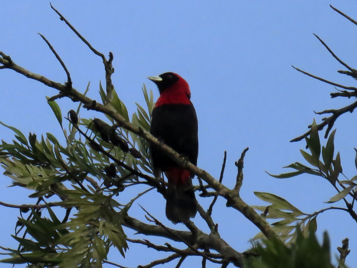 Crimson-collared Tanager - ML638043081